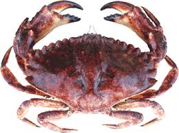 red rock crab